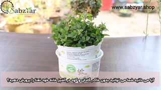 نعنا را بصورت هیدروپونیک در خانه پرورش دهید.