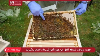 آموزش راه های شروع پرورش زنبور برای مبتدیان