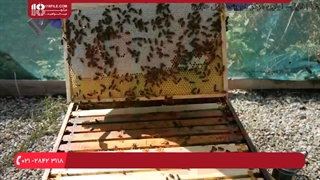 آموزش روش های مبارزه با بید موم خوار