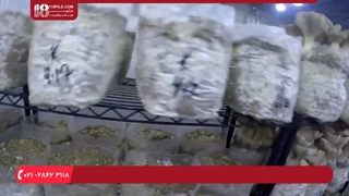 چگونگی پرورش قارچ در گلدان