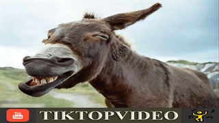 صدای دسته جمعی فیک های یک نفس کور