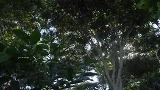 قهوه السالوادور