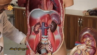 آزمایشگاه زیست- تشریح کلیه- استاد فرجی- علامه حلی5