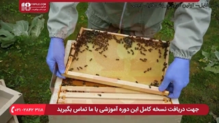 آموزش حرفه ای زنبورداری _ راه های شروع زنبورداری برای مبتدیان