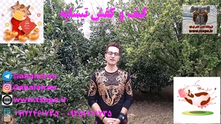 کمپین 1400(کیف و کفش تیساپه)