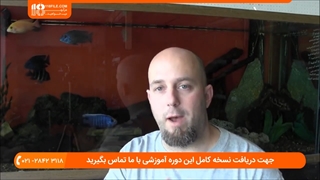 آموزش پرورش سیچلاید آفریقایی درهنگام تخم ریزی ماهی ماده