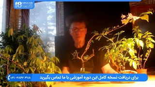 آموزش تکثیر درختچه بونسای گل کاغذی در آپارتمان