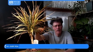 آشنایی با نحوه نگهداری از گیاه پاندانوس در آپارتمان