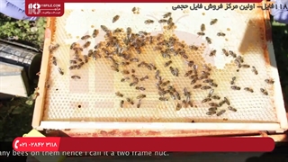 آموزش نکات مهم به منظور احداث کندوی پدری