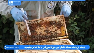 نقش تهویه مطبوع در کندو زنبور عسل