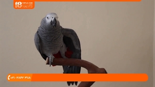 تربیت طوطی - حرف زدن طوطی