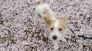 اپدیت اینیستاگرام هنگ