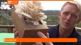 پرورش قارچ -  پرورش قارچ در محفظه