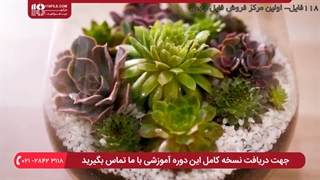 نحوه ساخت تراریوم سر باز برای انواع کاکتوس