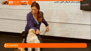 تربیت سگ - نحوه آموزش سگ برای جمع کردن و آوردن اشیا