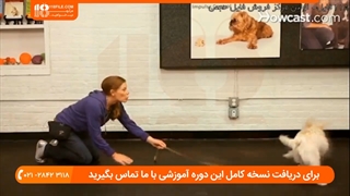 تربیت سگ - نحوه آموزش سگ برای جمع کردن و آوردن اشیا