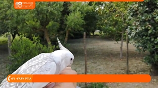 آموزش صحبت کردن با طوطی سبز