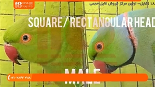 آموزش تشخیص جنسیت طوطی سبز