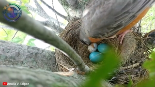 یک کشاورز تخم یک مرغ رو زیر این عقاب گذاشت و...