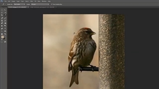 دانلود آموزش فتوشاپ