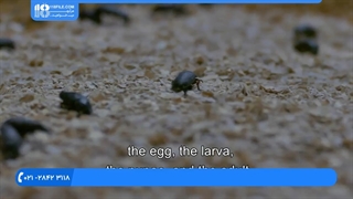 پرورش میل ورم - میل ورم چیست؟