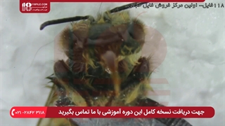 زنبورداری (دوبله) - تشریح انگل میکروسکوپی