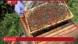 آموزش زنبورداری - چک کردن سوپرها برای عسل آماده