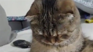 لطف کن بگو کی هستی