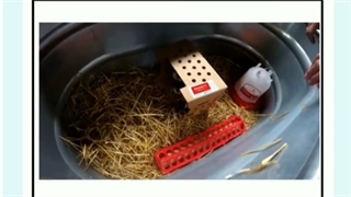 فیلم پرورش بوقلمون