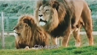 ابهت داشته باش