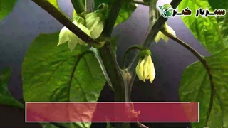 نحوه کاشت فلفل دلمه‌ای در خانه