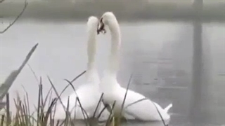 عاشقانه