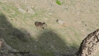 3 قلاده خرس قهوه ای در منطقه حفاظت شده الموت دیده شد