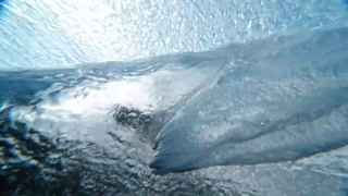 تیزر اپل واچ سری 3 ( Apple Watch Series 3 )