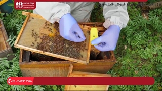 مراحل تشکیل کندو زنبور عسل  با دو ملکه زنبور جوان