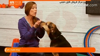 تربیت سگ از چند ماهگی شروع میشود؟