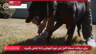 چگونه مشکلات رفتاری در سگ های بالغ را اصلاح کنیم ؟