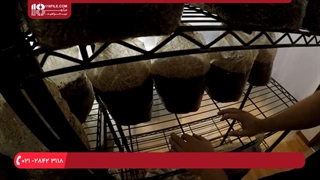 کاشت و برداشت قارچ در خانه چقدر زمان می برد ؟