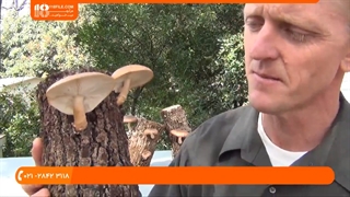 به کار بردن کمپوست در پرورش قارچ در منزل