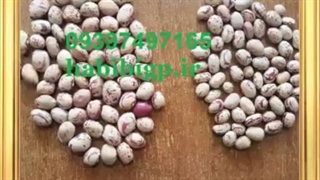 خرید لوبیا چیتی به صورت عمده تازه