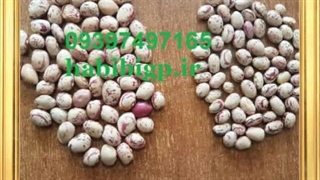 خرید لوبیا چیتی عمده اقلید تازه ارزان