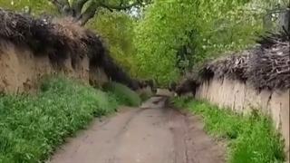 کوچه باغ های شیراز