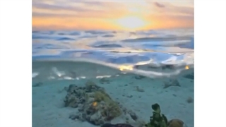 شنای لاک پشت رو دیده بودین!!  | پرین پرواز