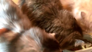 غذای گربه رویال کنین