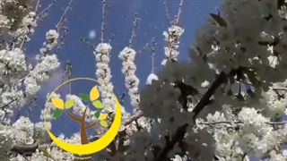 باغ‌مادری‌نهالستان‌آرات(علیزاده)‌09372369466