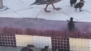 مادر این گونه از بچه‌هایش مراقبت می‌کند