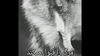 گرگ...خودم ساختم