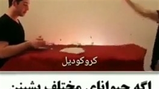 اگه حیونای مختلف بشینن سر سفره