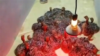 فروش جوجه شترمرغ