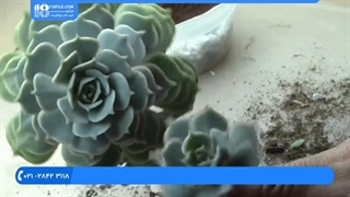 آموزش قلمه زدن و ایجاد شرایط مناسب برای پرورش کاکتوس